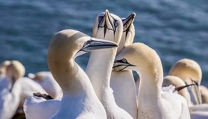 开云-爱游戏，KaiyunSports-开云体育：打破界限的体育与游戏生态